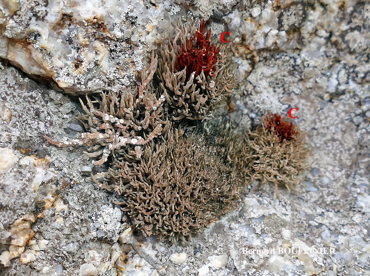 Roccella tinctoria Taxon Méditerranée-Corse forme sorédiée 
= Roccella vicentina (Vain.) Vain.